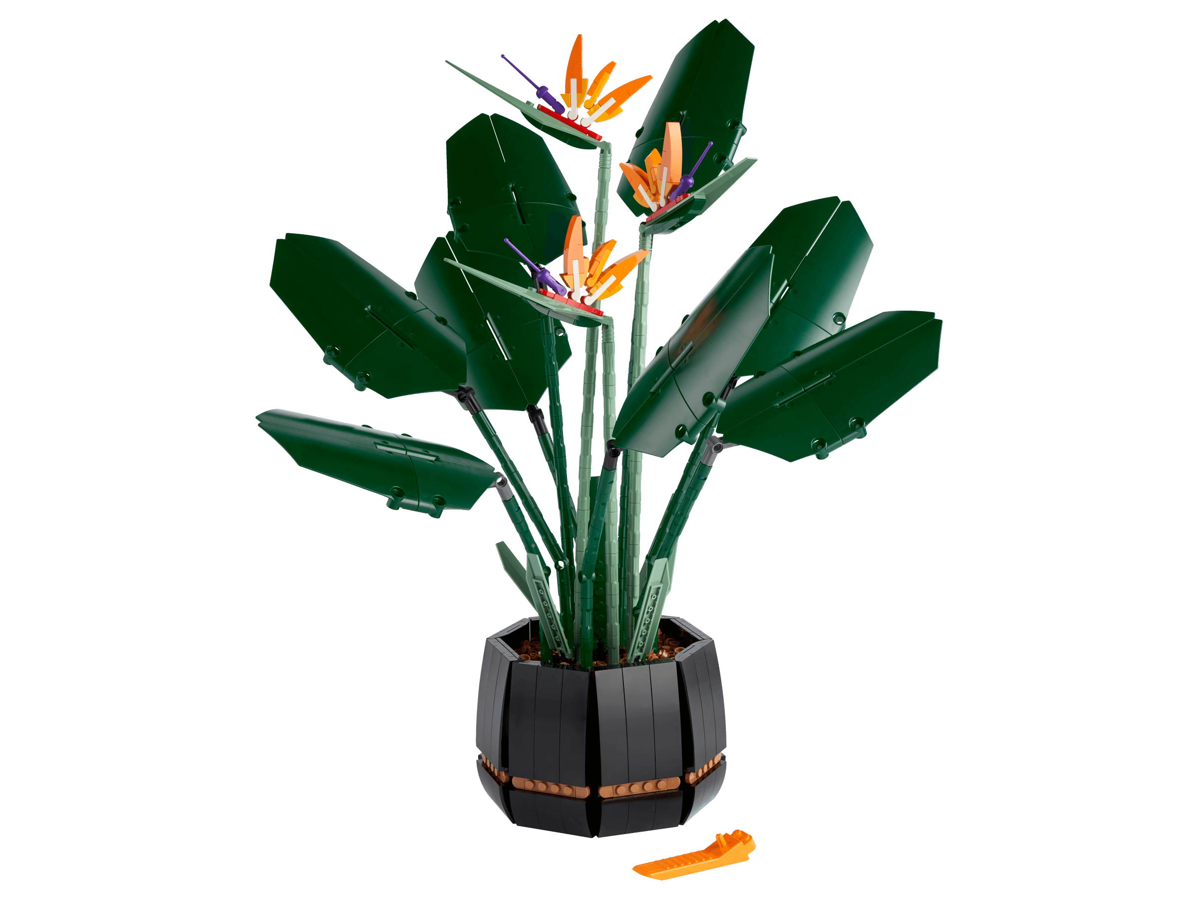 Bird of Paradise